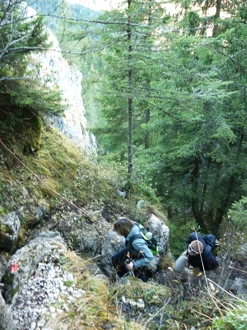 Montée en forêt