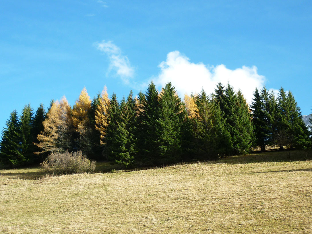 Joli bosquet