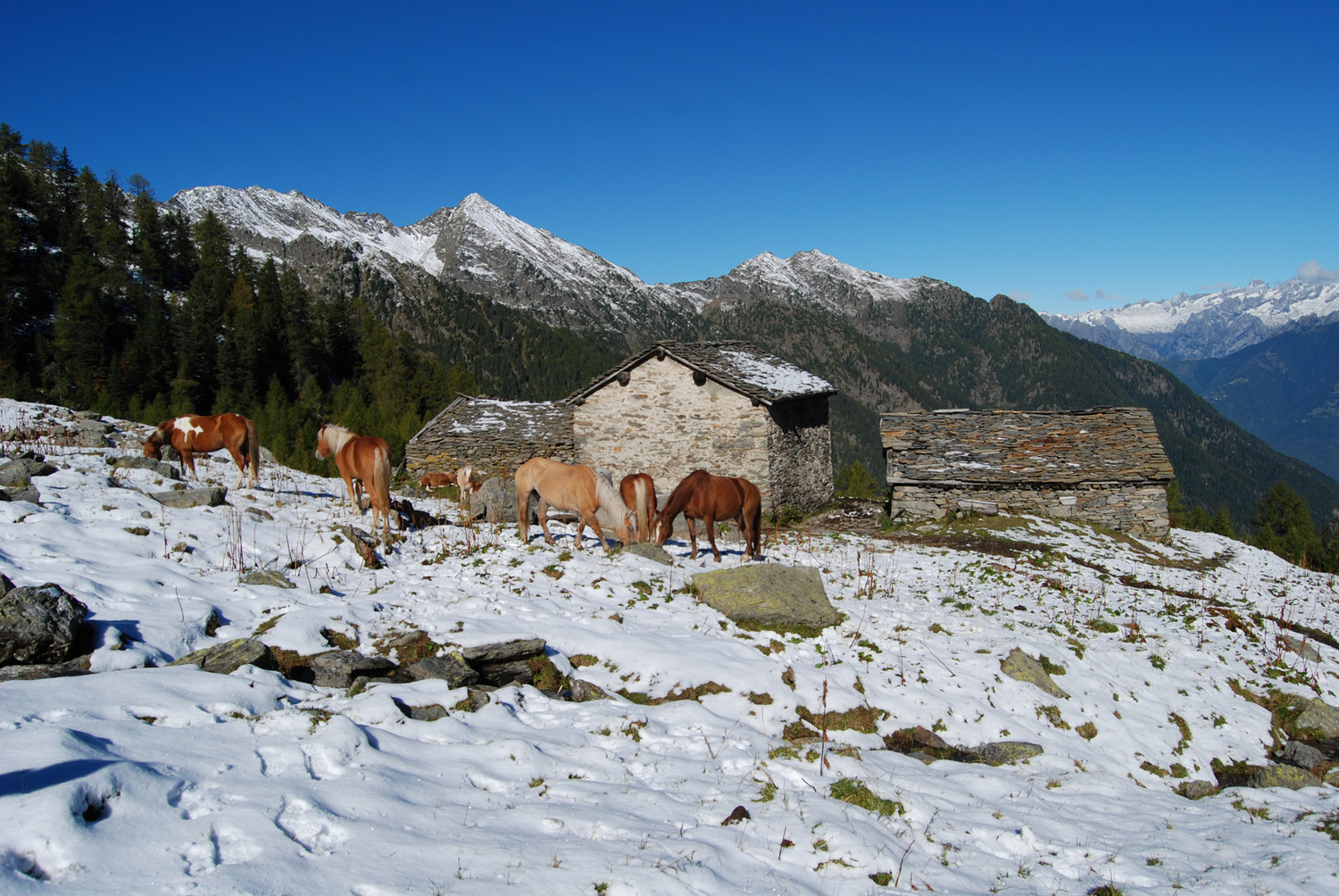 Cavalli all'Alpe Vitalengo 1931 m su magri pascoli.