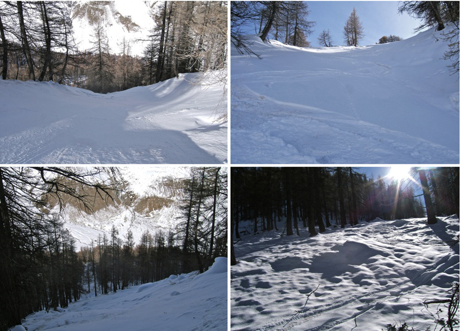 Traces dans la forêt