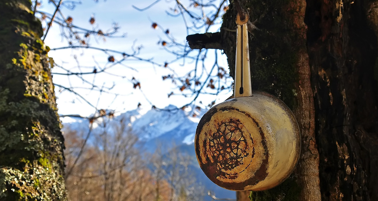 L'arbre casserole
