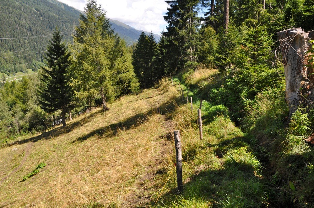 Waldwasser