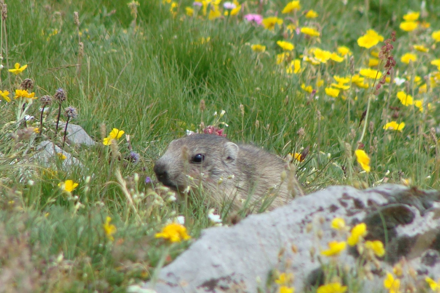 Petite marmotte pas bien sauvage