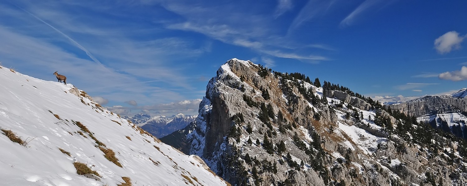 Chamois sur Tampes