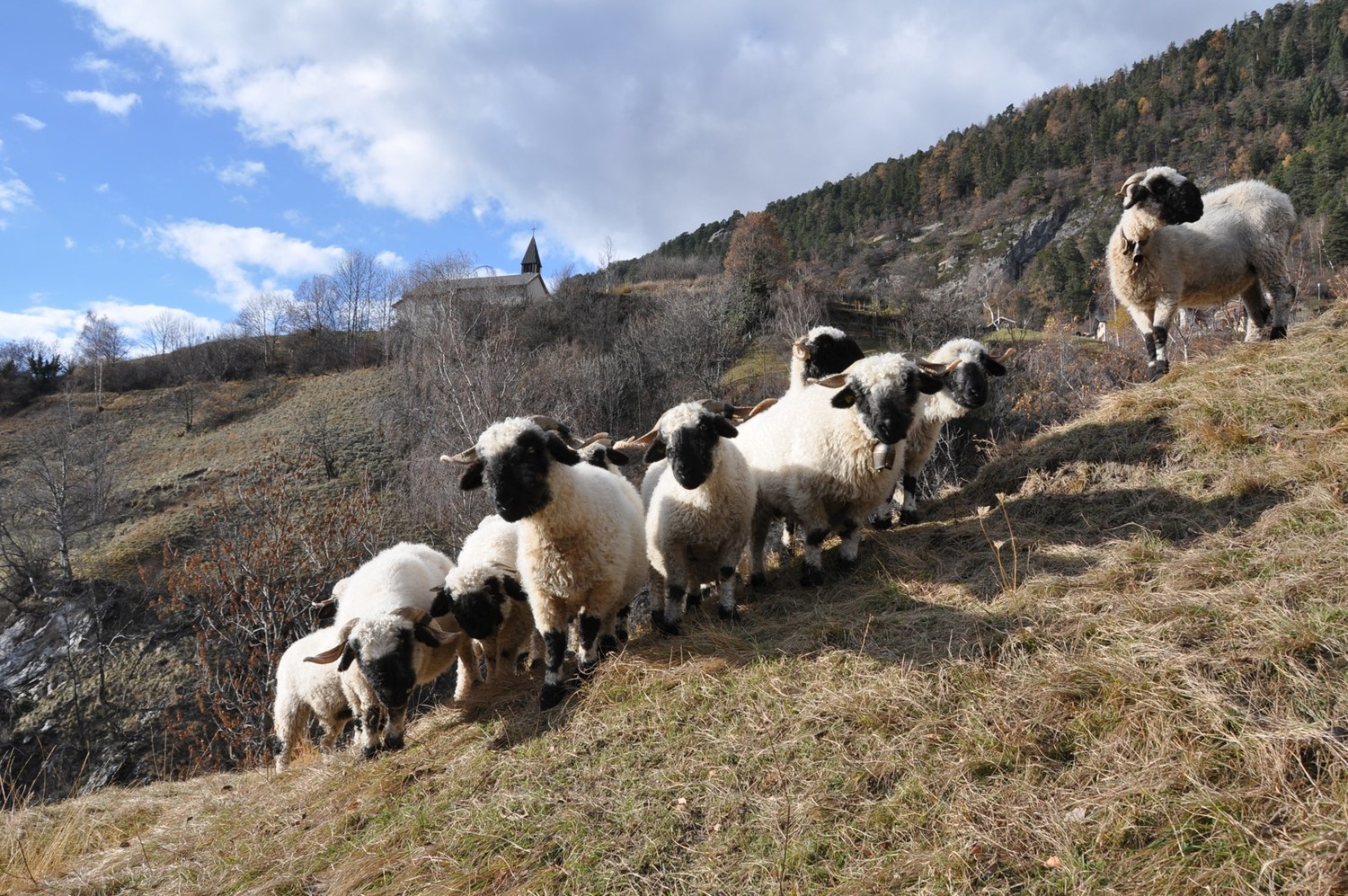 Bratsch