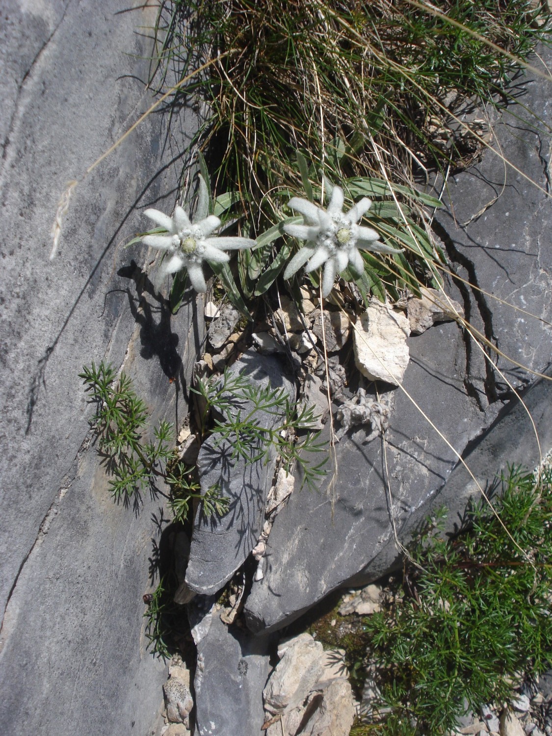 Edelweiss dans L7