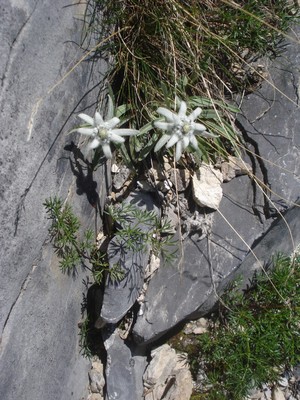 Edelweiss dans L7