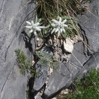 Edelweiss dans L7