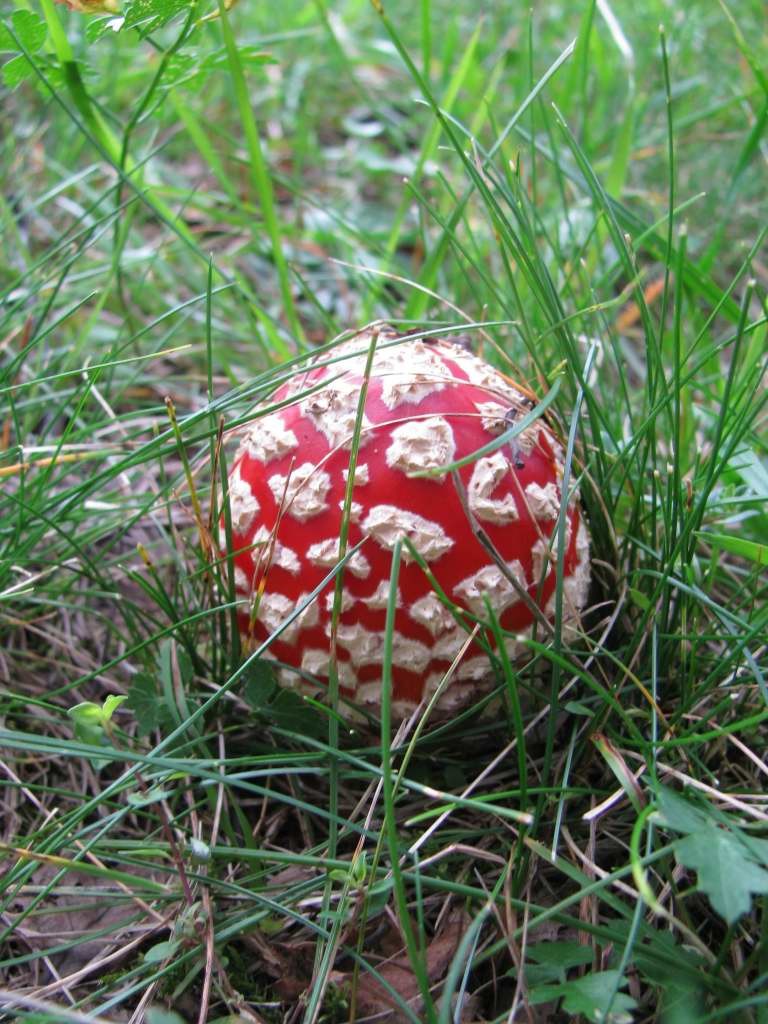 Naissance d'une amanite tue-mouche