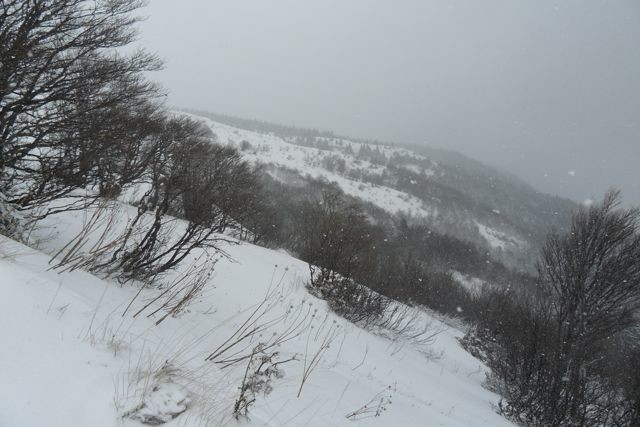 en sortant de la foret