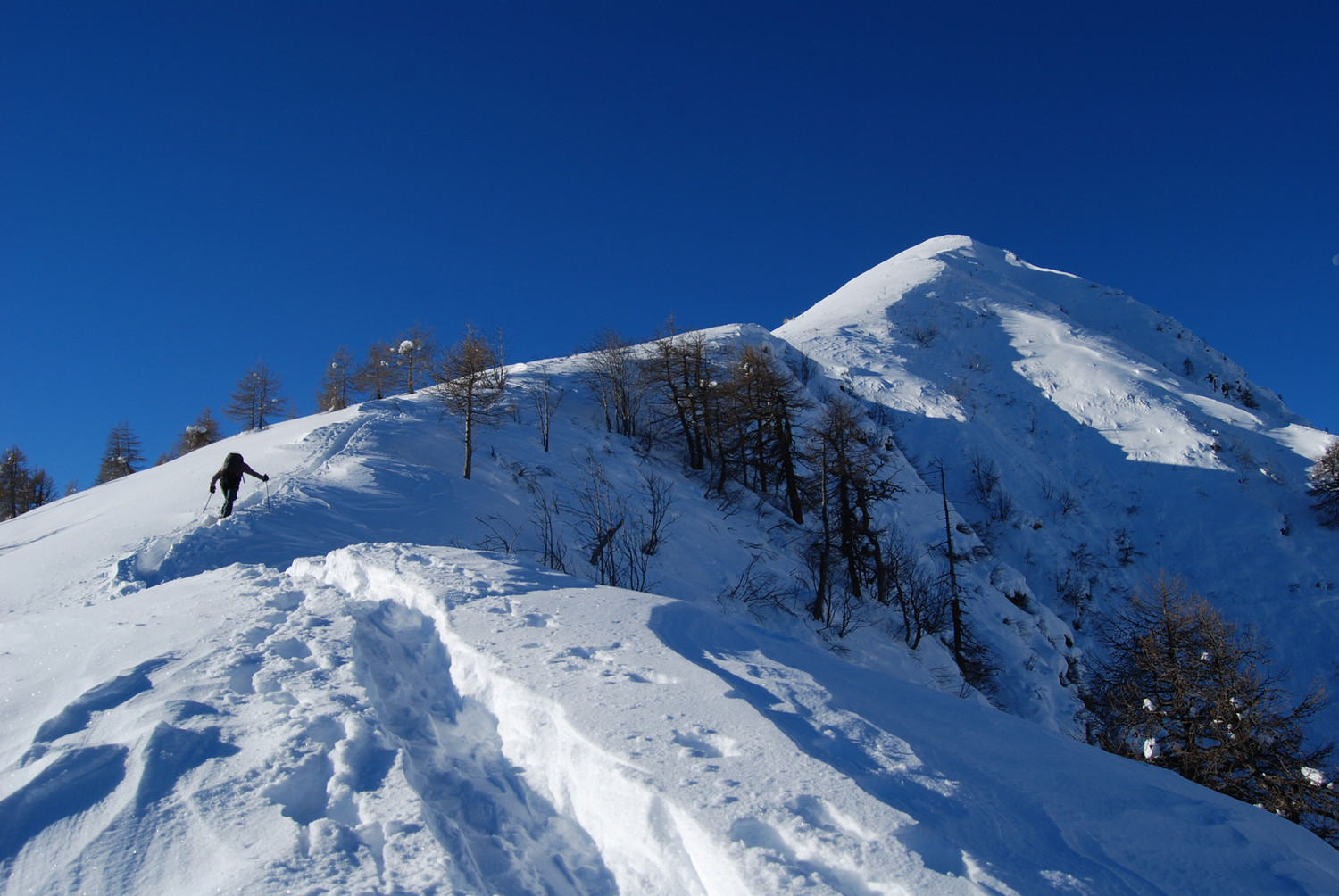 Ultimi larici prima di prendere la dorsale NE del Monte Colombana.