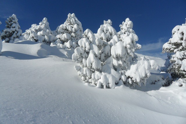 les pins crochets ou s'agrippe la neige