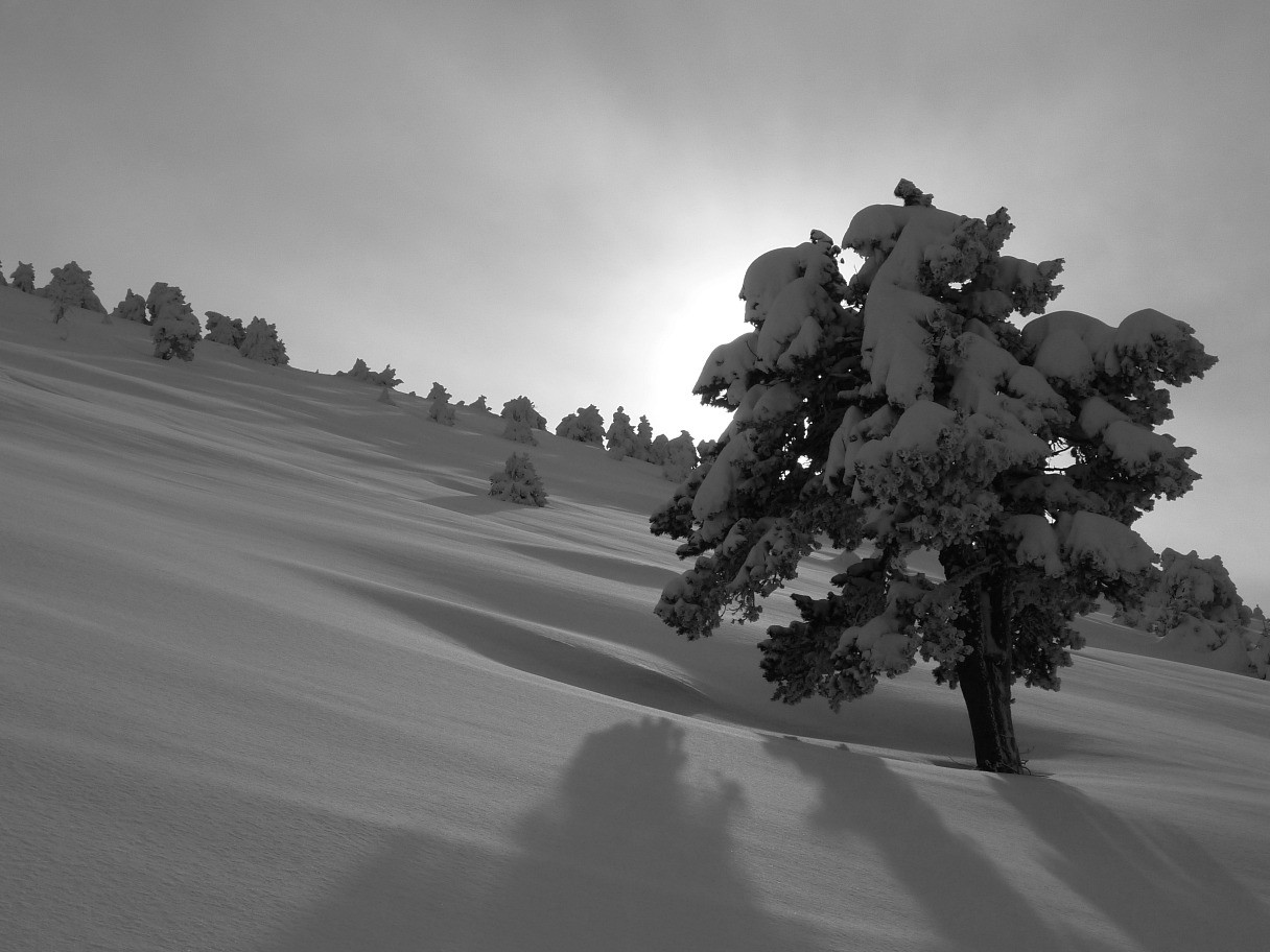 Dans la prairie