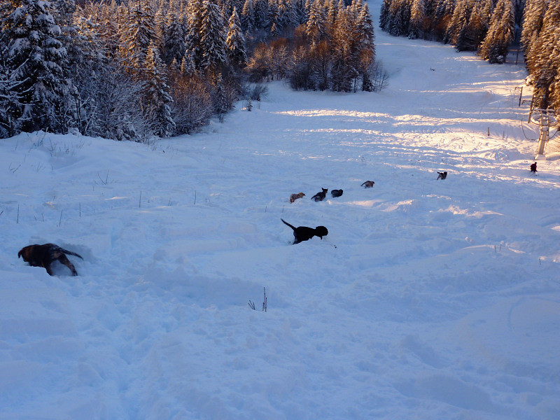 Classe de neige pour une chienne et ses 6 chiots