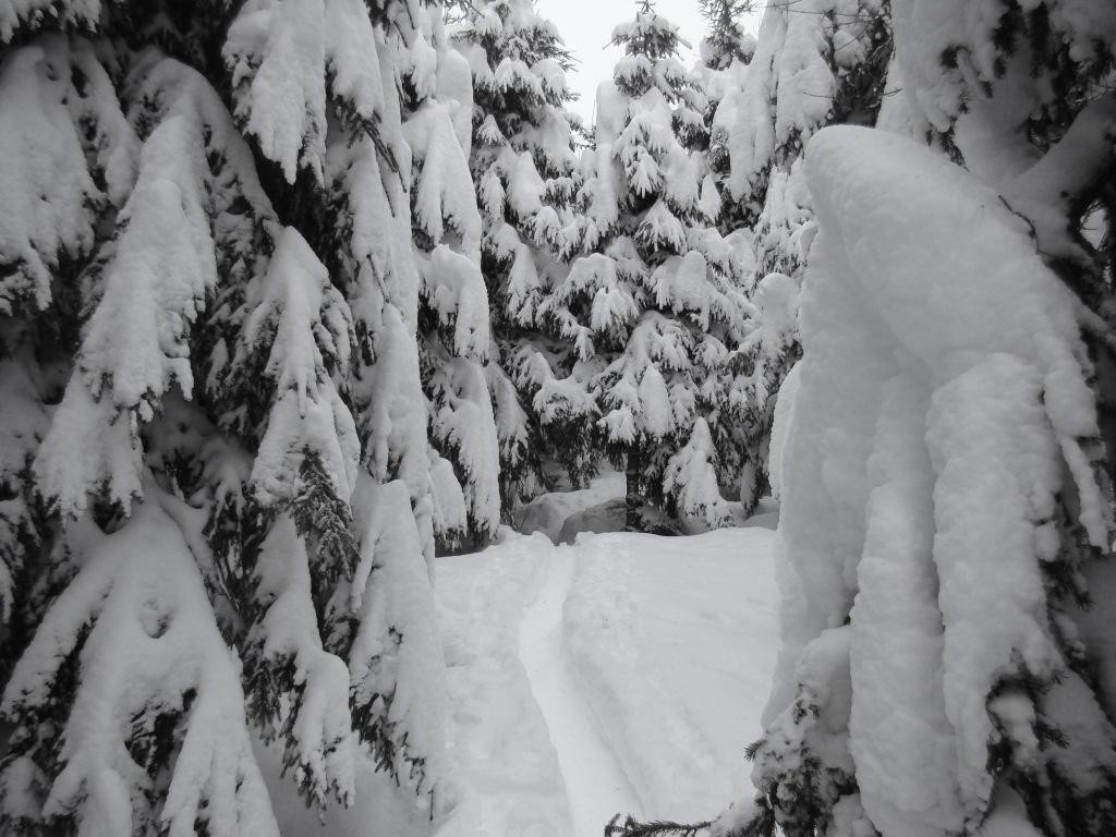 Passage en foret - magique!