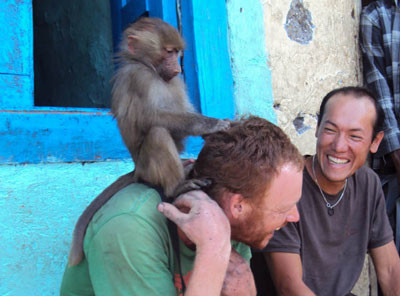 cheeky monkey, Kenya