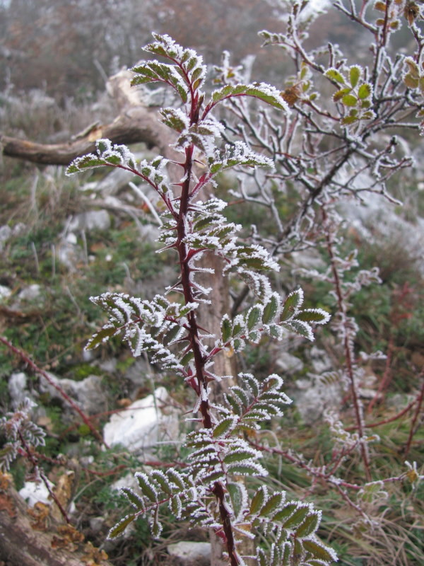 ambience hivernal