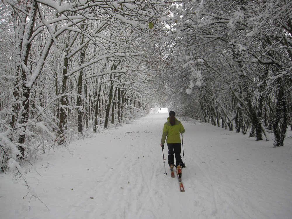 Dans la forêt