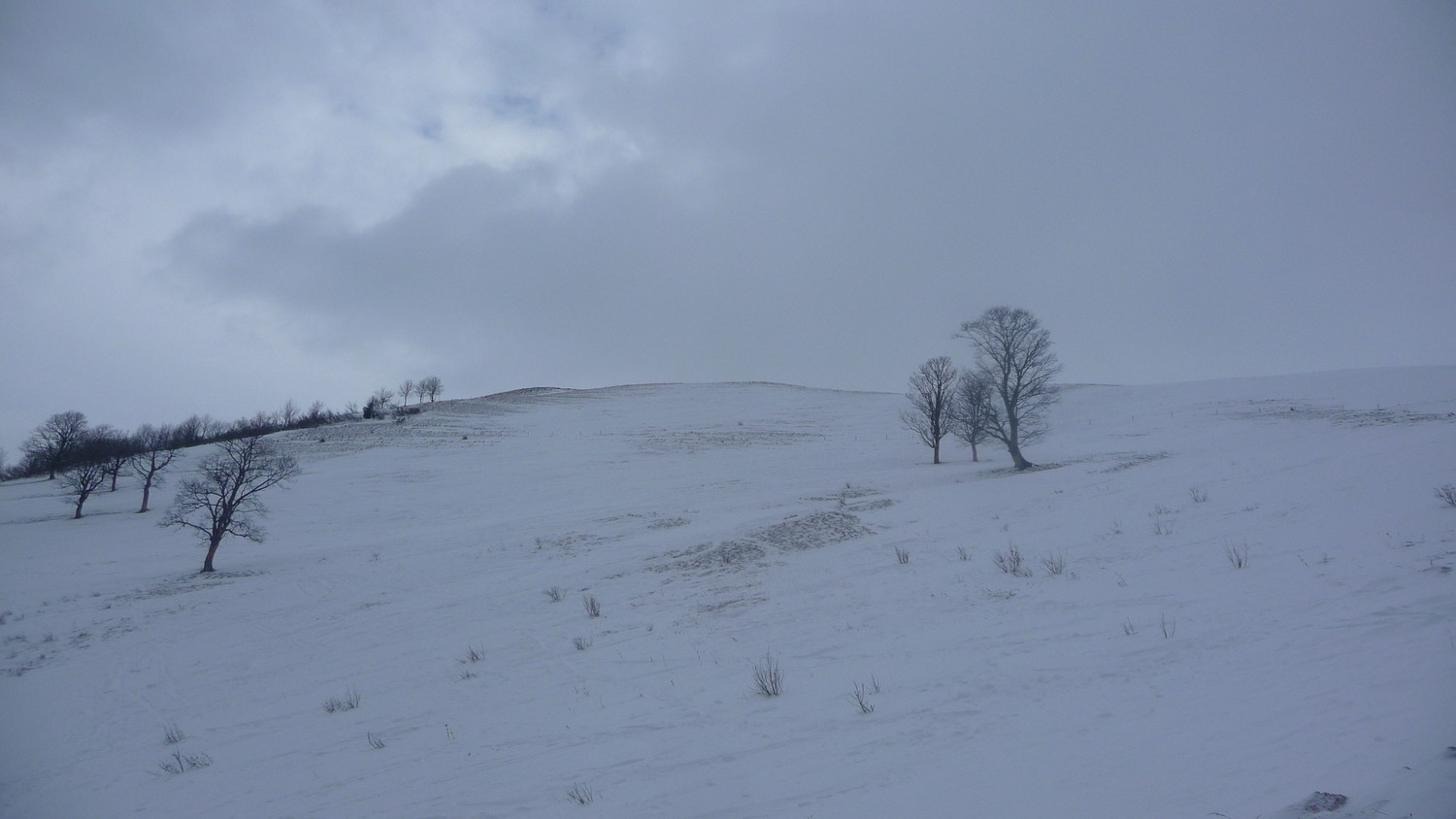 Les 3 arbres sous le sommet
