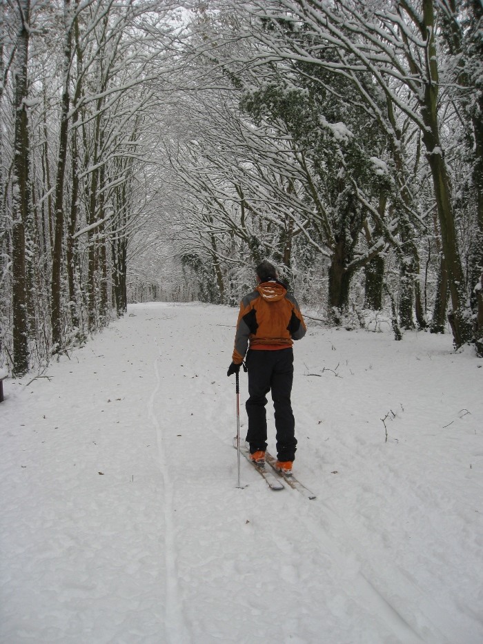 Forêt de Palaiseau