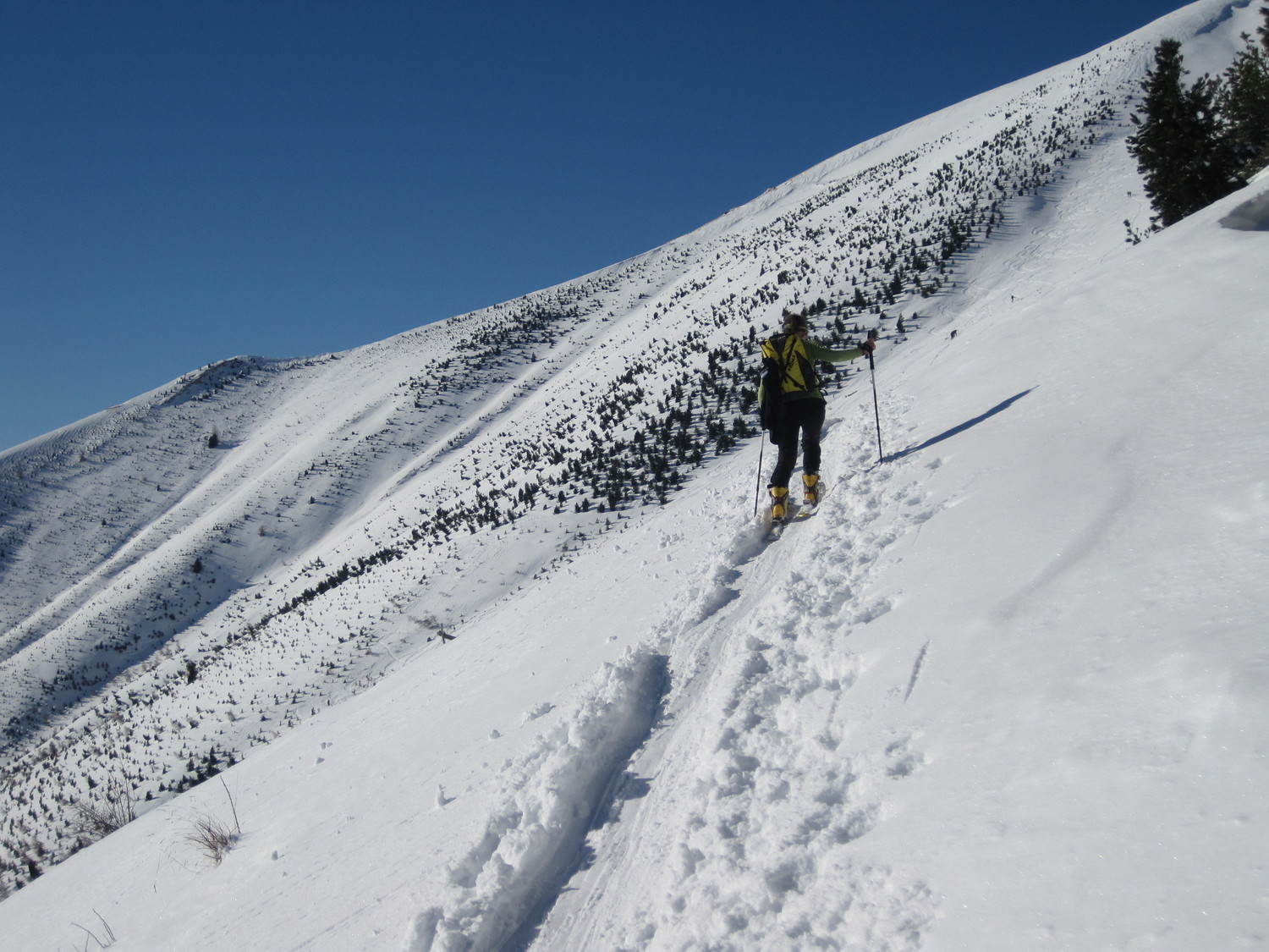 Verso il pino mugo
