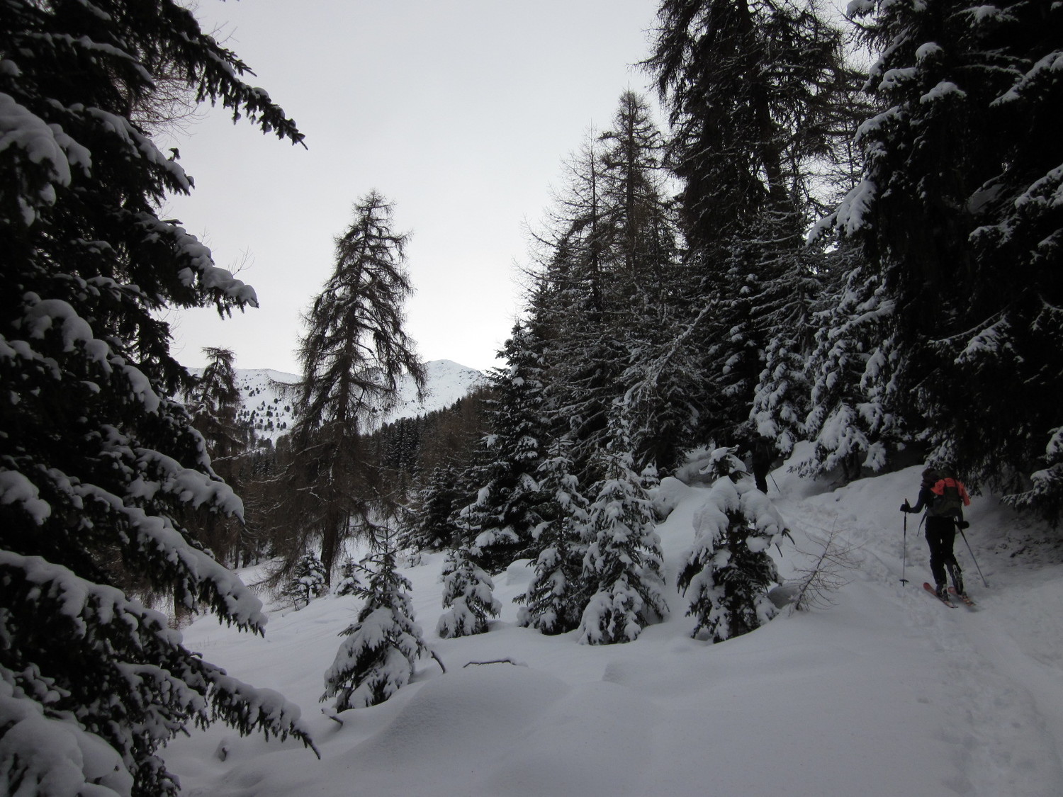 Montée dans la forêt