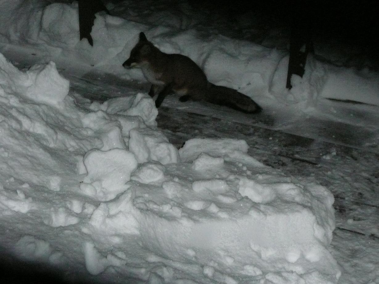 Renard affamé (plus pour longtemps), Manganu