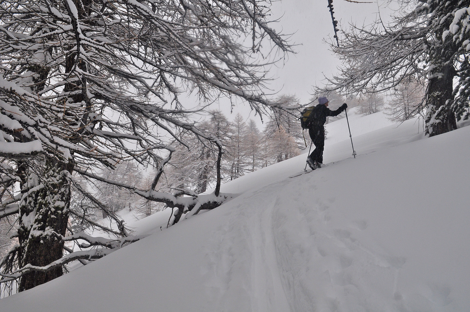 Dans le haut des bois