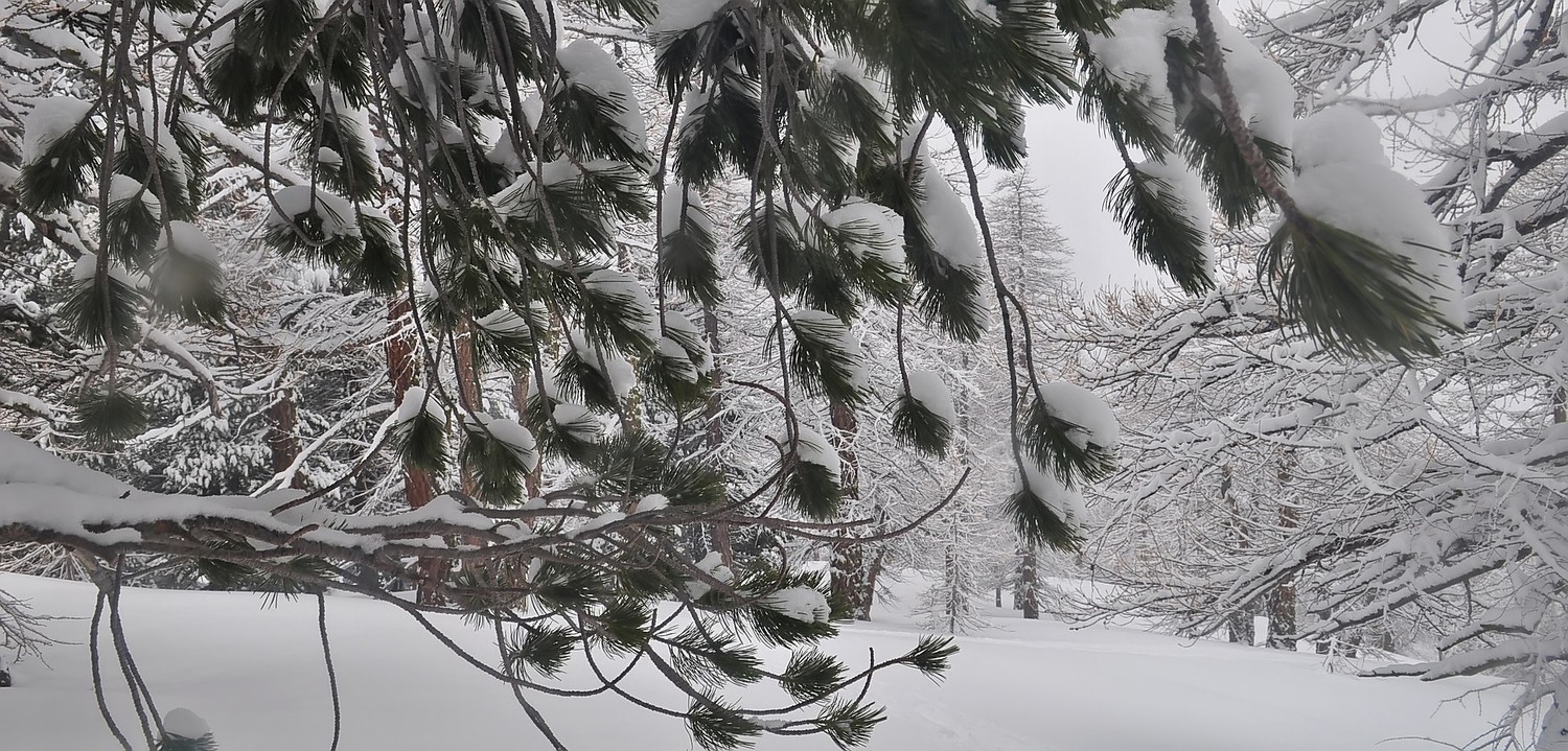 branches ...