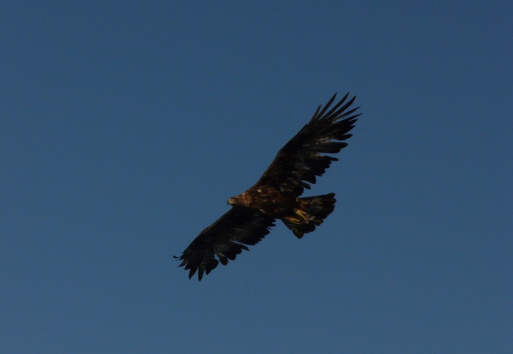 Aigle