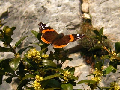 Vulcain (Vanessa atalanta) sur buis en fleur