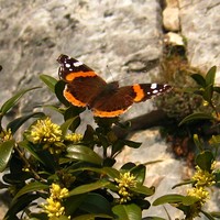 Vulcain (Vanessa atalanta) sur buis en fleur
