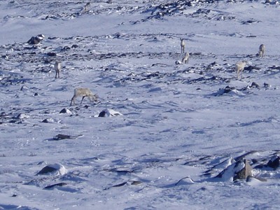 Caribous Caribous