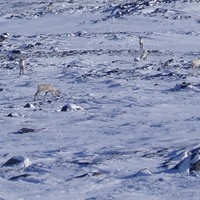 Caribous