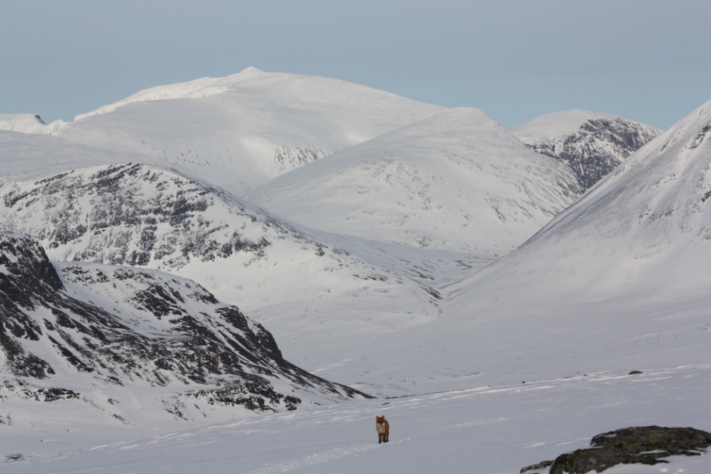 Kebnekaise raid à ski en Laponie suédoise De Nikkaluokta à