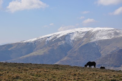 Chevaux d'Iparla Chevaux d'Iparla