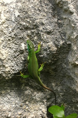 Lézard vert, à l'aise dans les dévers Lézard vert, à l'aise dans les dévers