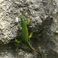Lézard vert, à l'aise dans les dévers