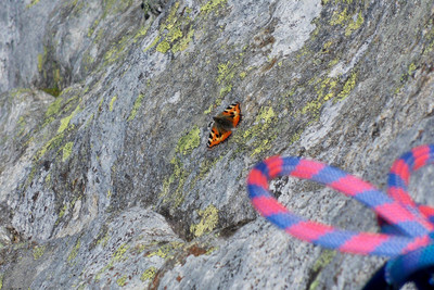 Papillon près de son arête !