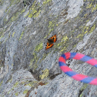 Papillon près de son arête !
