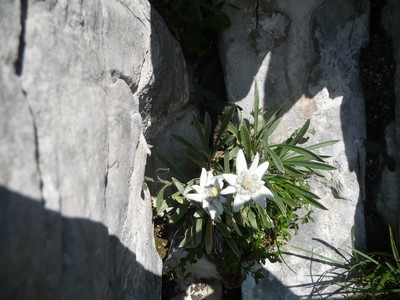 edelweiss