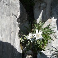 edelweiss