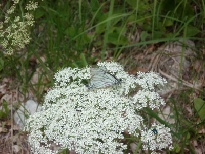 Reproduction des papillons ?