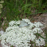 Reproduction des papillons ?