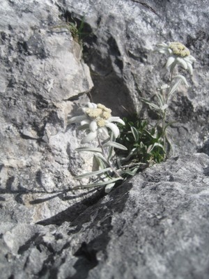 Edelweiss dans L4