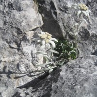 Edelweiss dans L4
