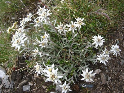 Edelweiss de partout 