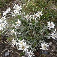 Edelweiss de partout 