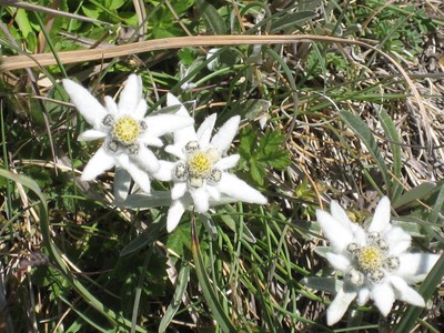 Edelweiss