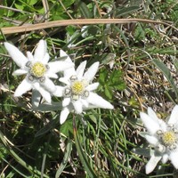 Edelweiss